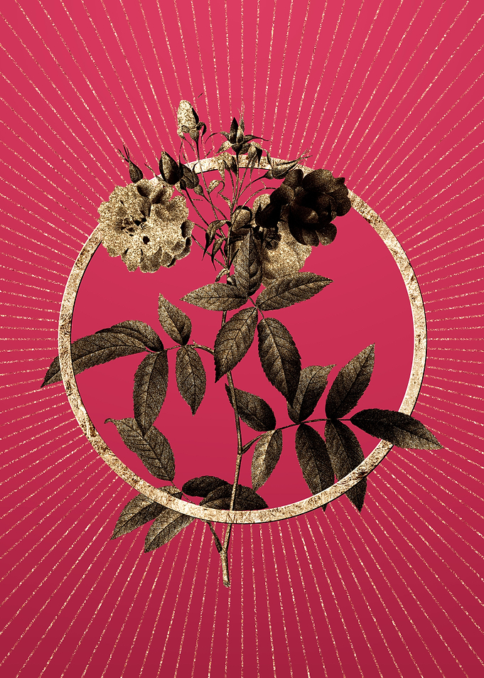Viva Magenta Hudson Rose