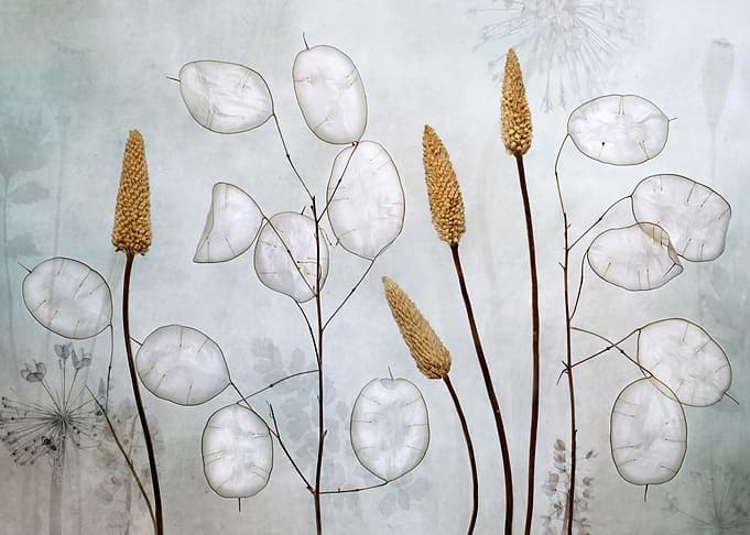 Lunaria