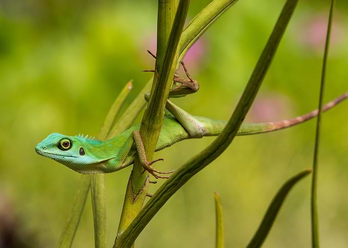 Green Crested Lizard