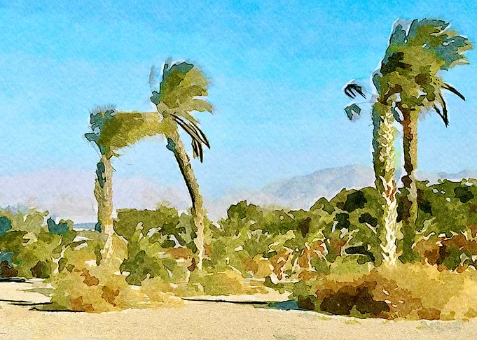 Palm Tree Paradise