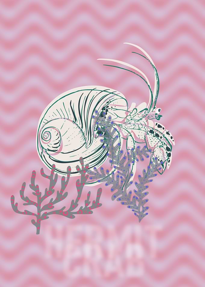 Sea life hermit crab