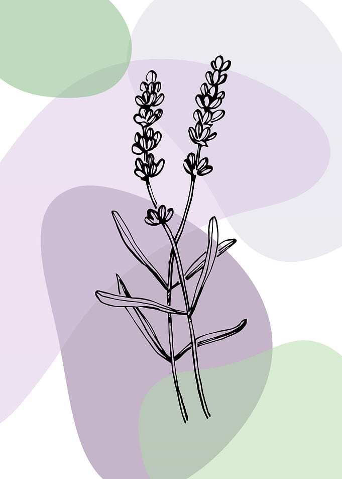 Lavender Minimalist