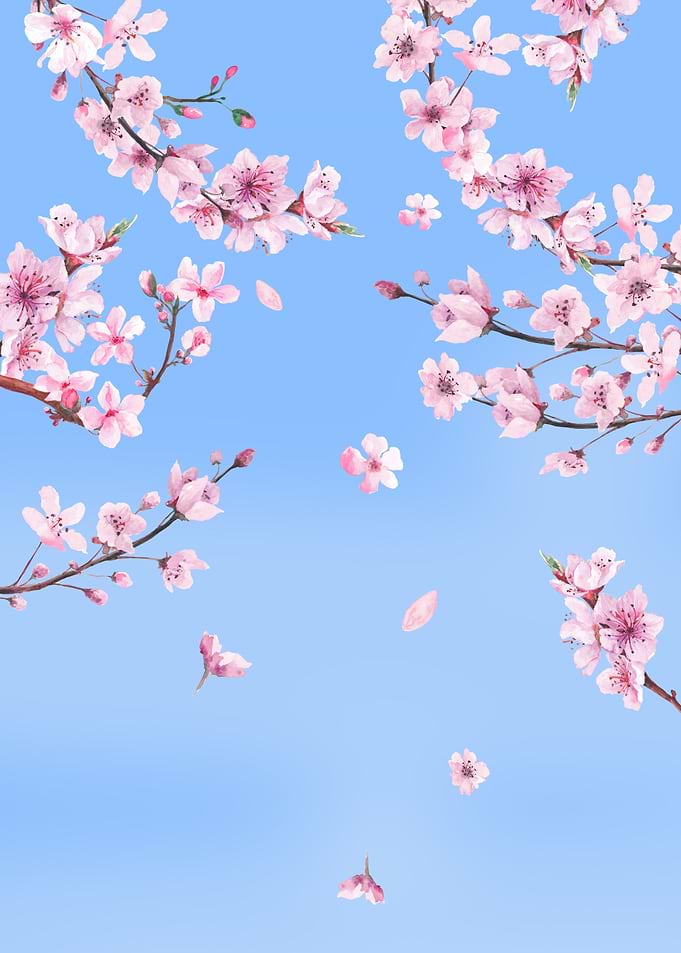 Cherry Blossom Sakura