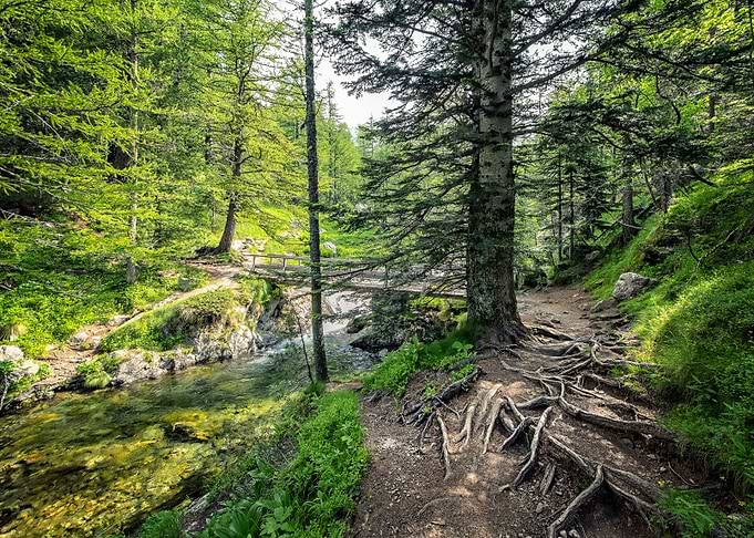 Into The Woods