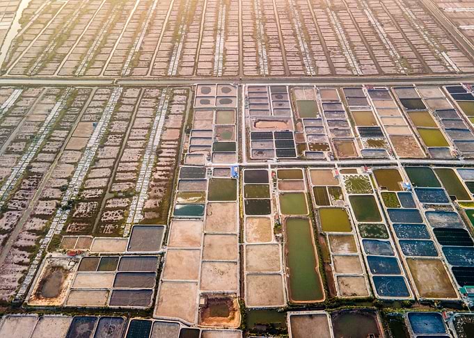 Shrimp farms in Vietnam