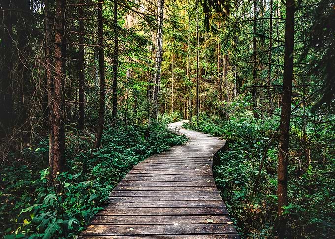 Nature Forest Trail Wild