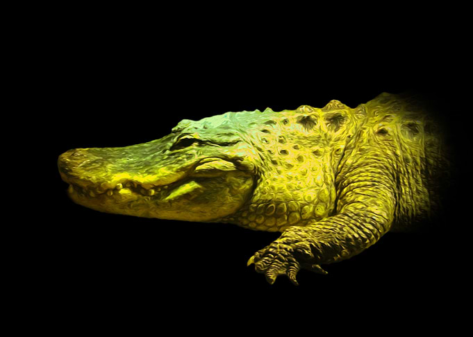Alligator