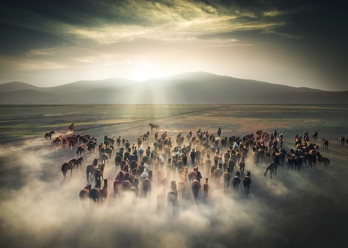 Wild Horses