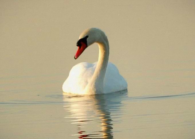 Mute Swan