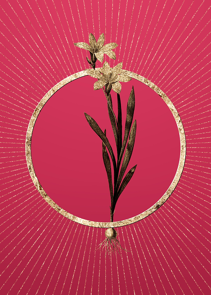 Viva Magenta Ixia Liliago