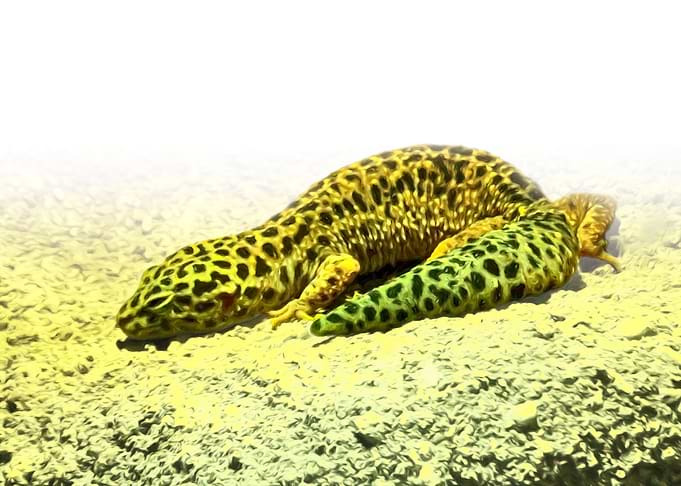Leopard gecko