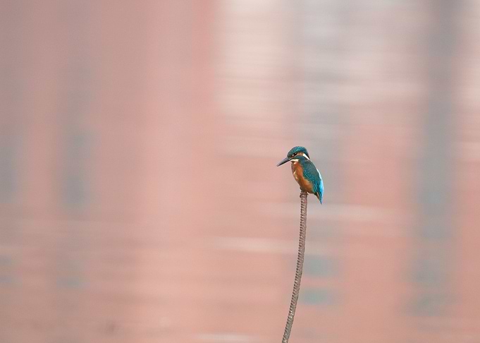 Kingfisher in Toulouse