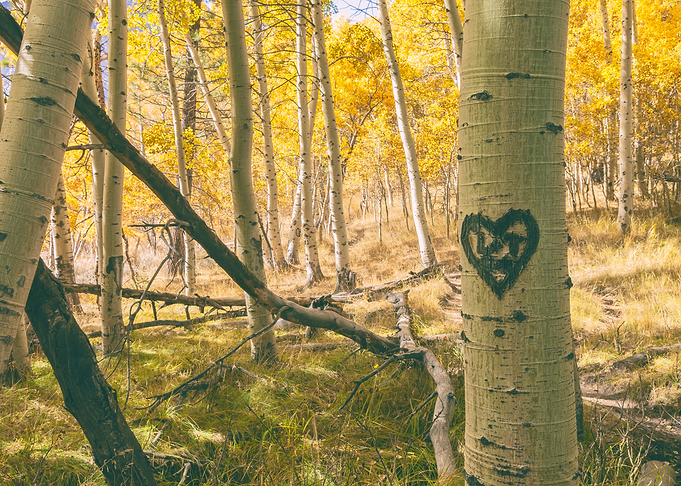 Autumn Aspens