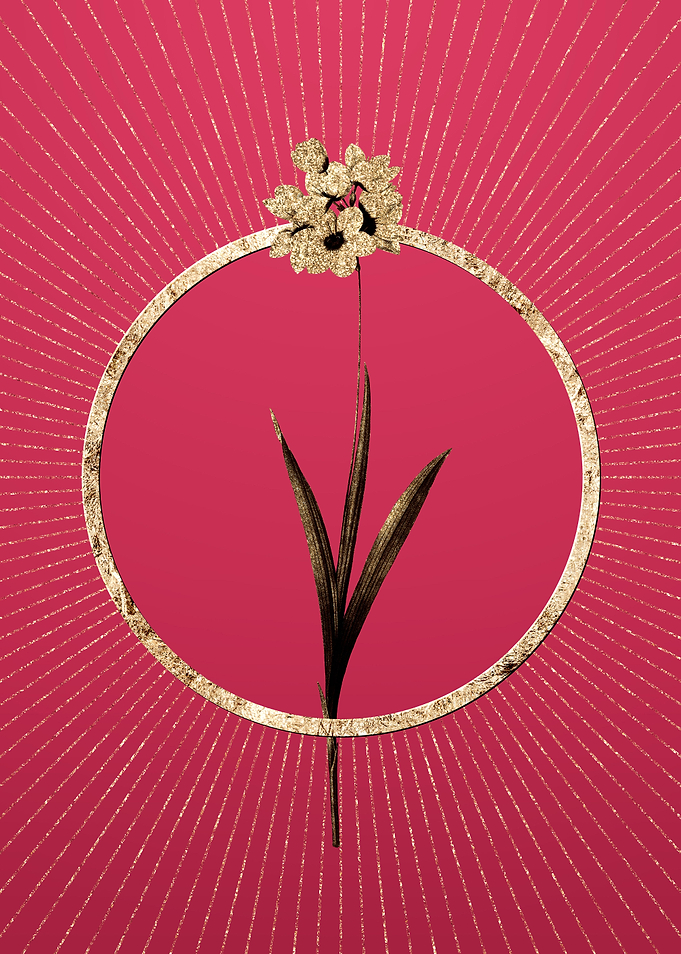 Viva Magenta Ixia Maculata