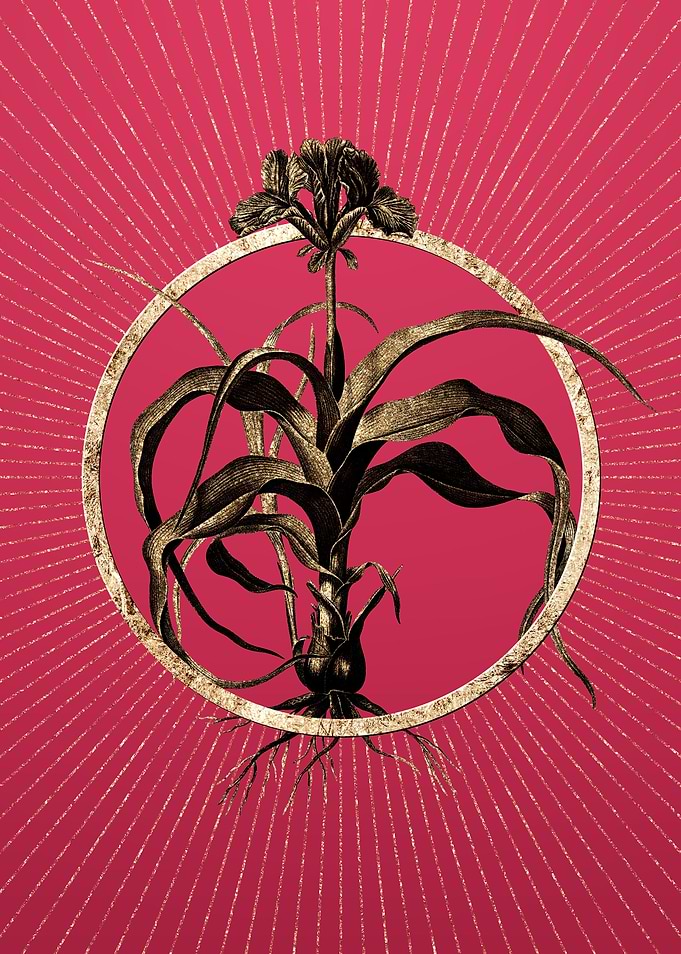 Iris Scorpiodes on Magenta
