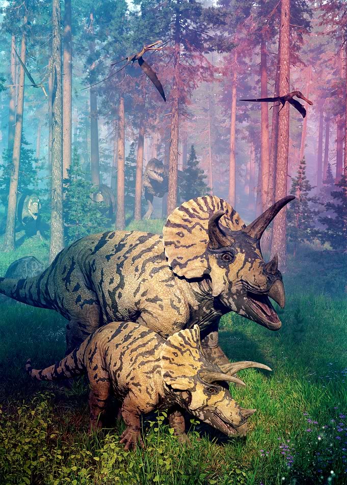 Triceratops dinosaur herd