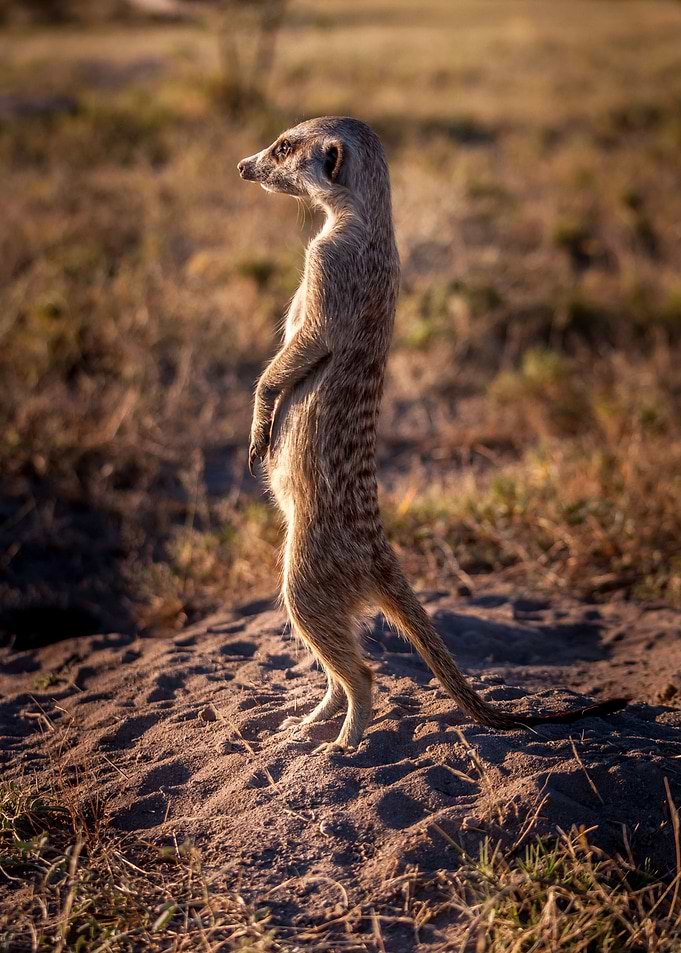 suricate