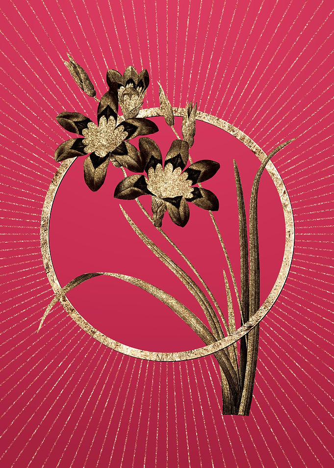 Ixia Tricolore on Magenta