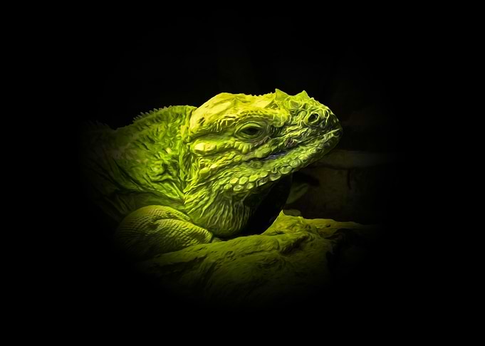 Iguana