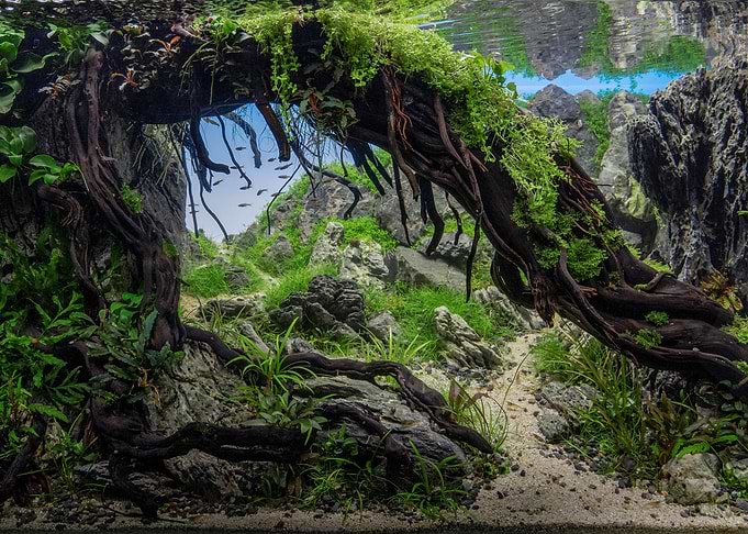 Diorama Aquarium