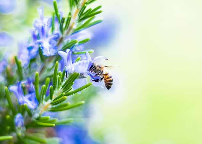 African Honey Bee
