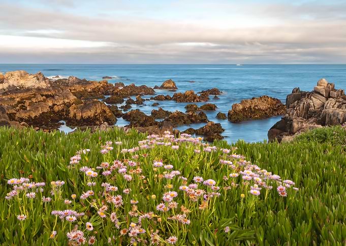 Monterey Spring