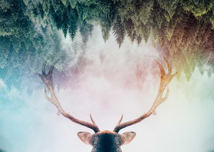 Antler