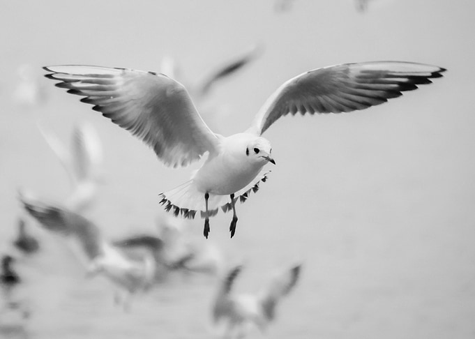 Seagull
