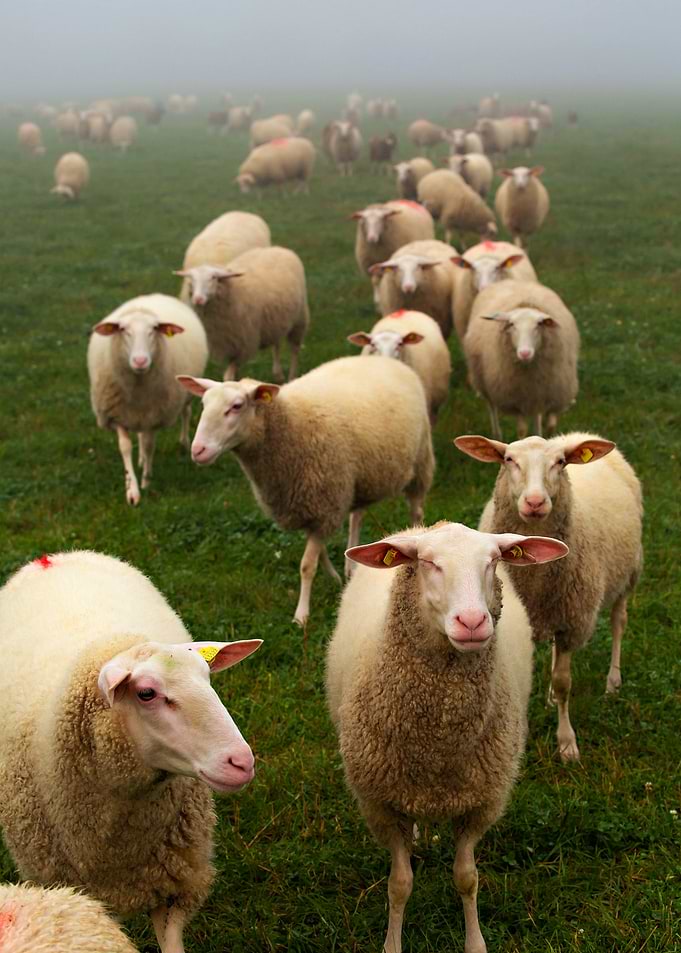 SHEEP