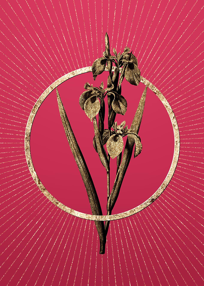 Irises on Viva Magenta
