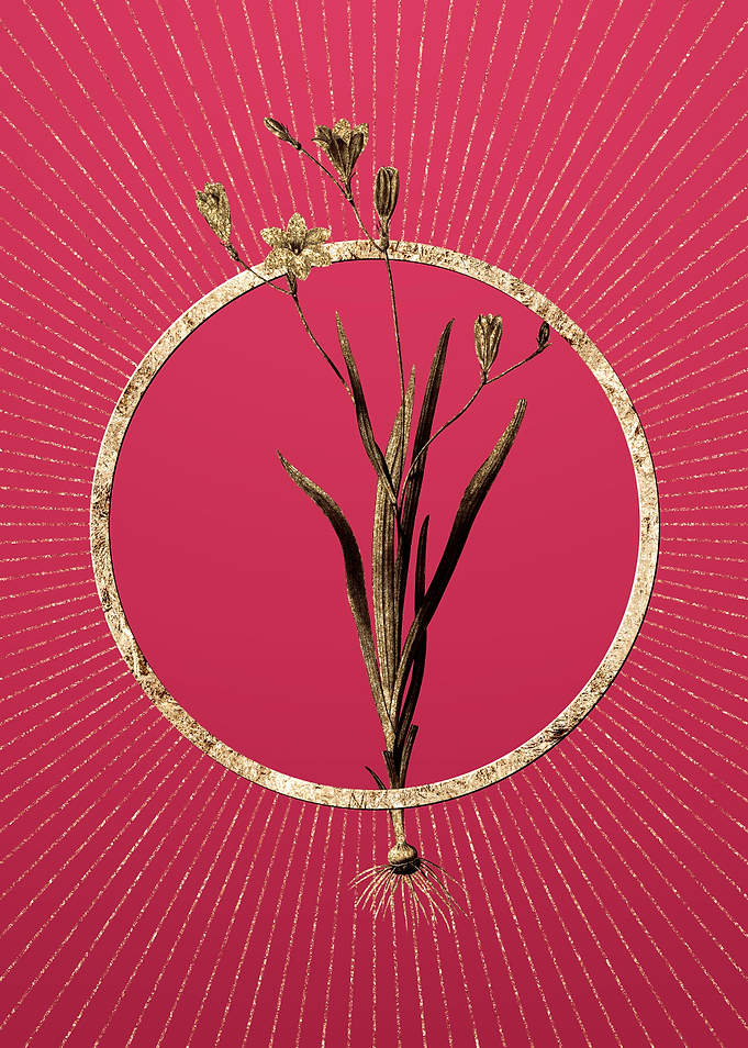 Ixia Bulbifera on Magenta