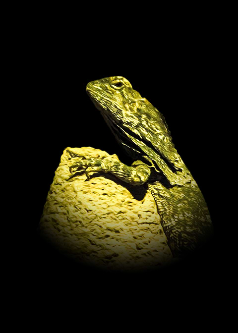 Frilled lizard
