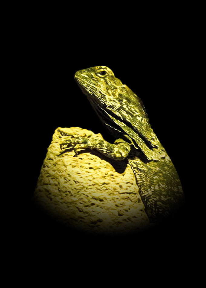 Frilled lizard