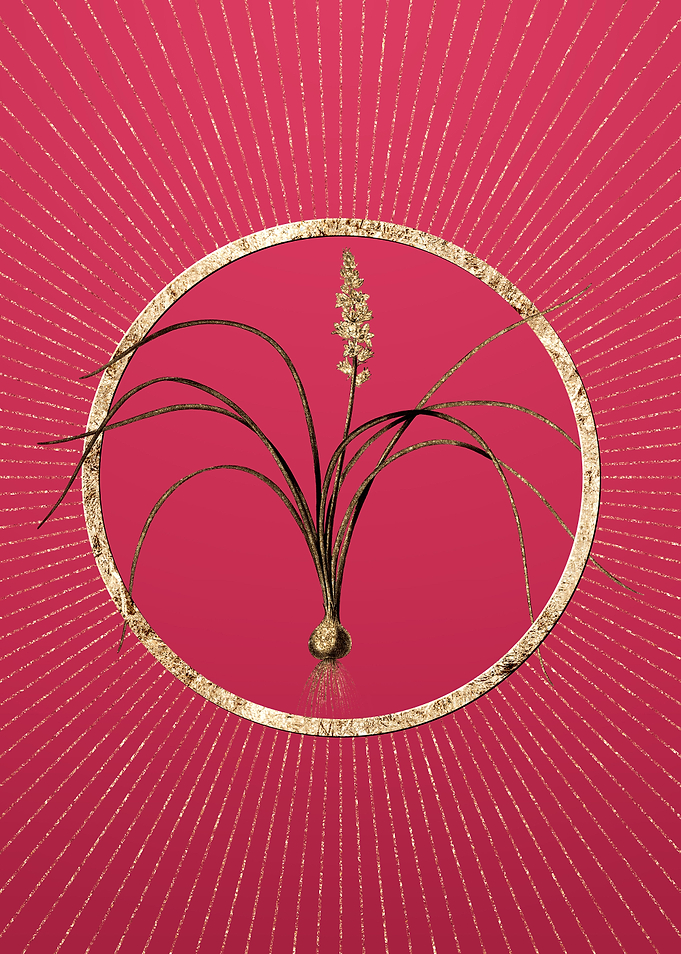 Lachenalia Angustifolia