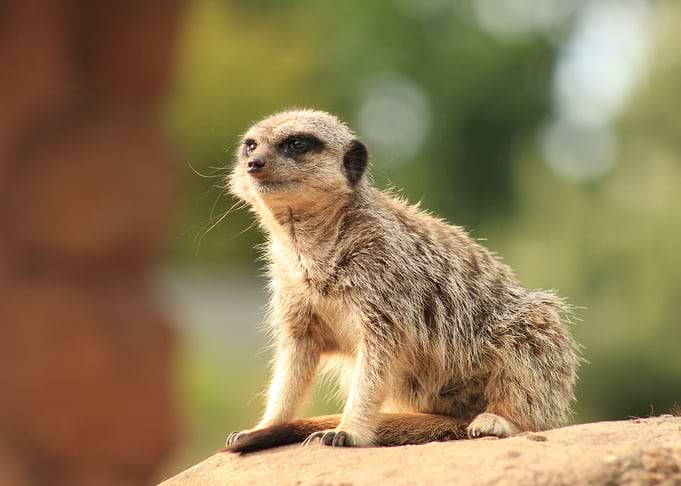 suricate