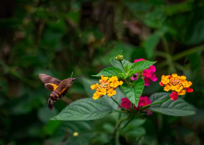 Bee Moth