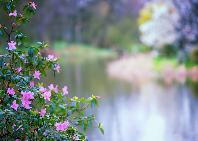 Spring park, tree, lake