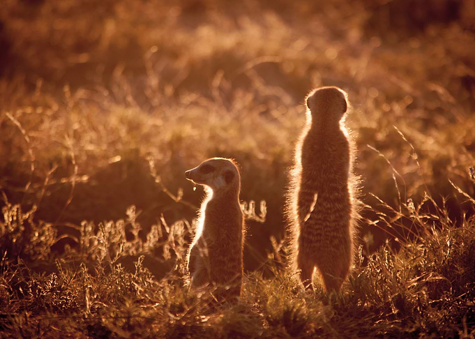 suricate