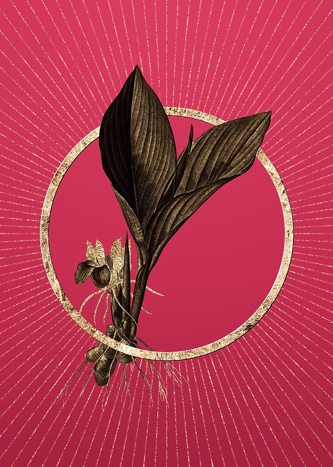 Koemferia Longa on Magenta