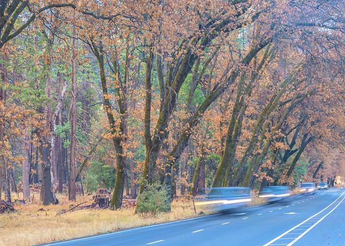 Autumn Road