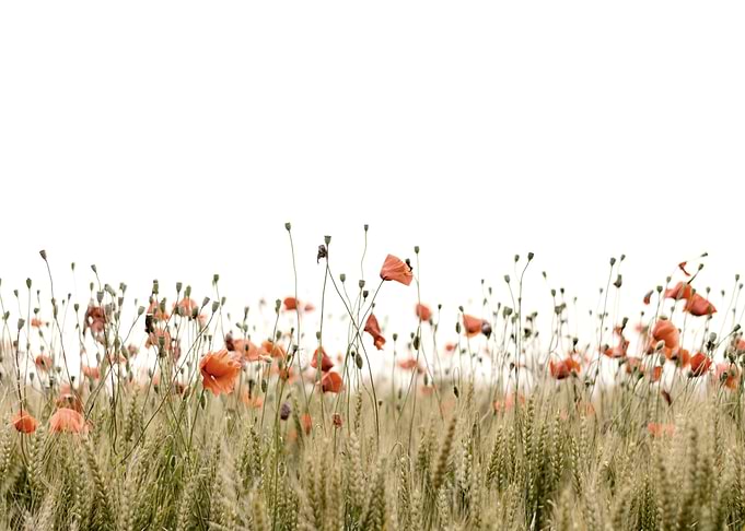 Poppies field