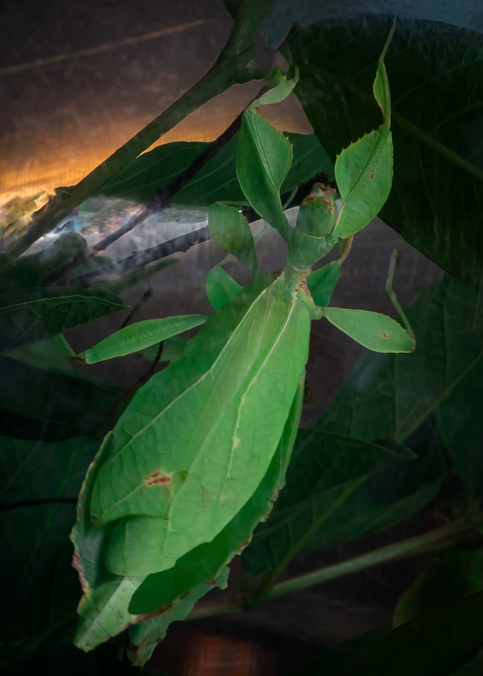 Bamboo Worm
