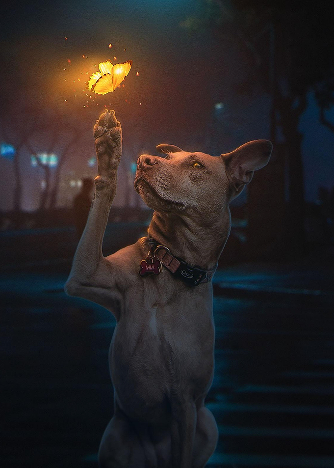 Dog play