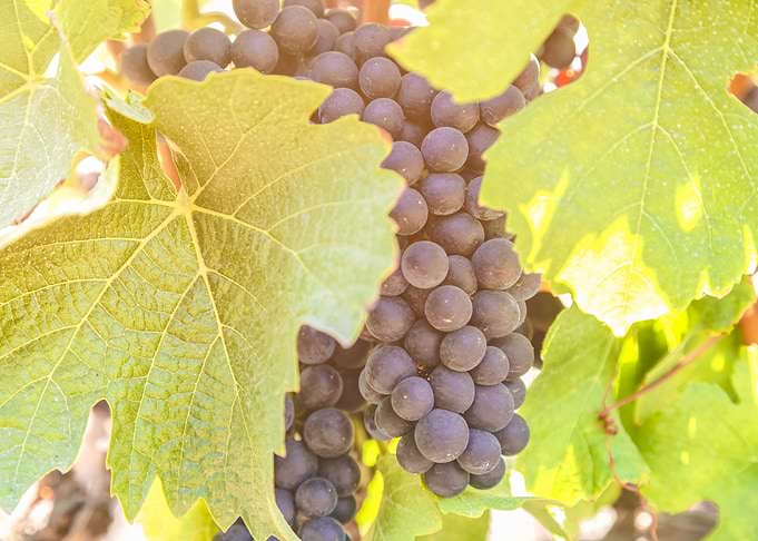 grapes