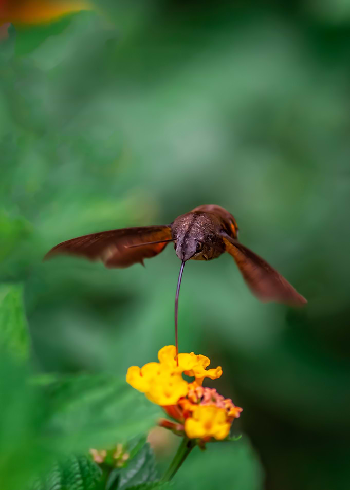Bee Moth