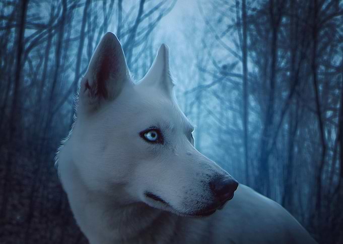 Husky Dog eyes