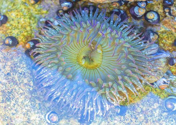 Anemone