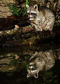 Raccoon Prayerful Moment