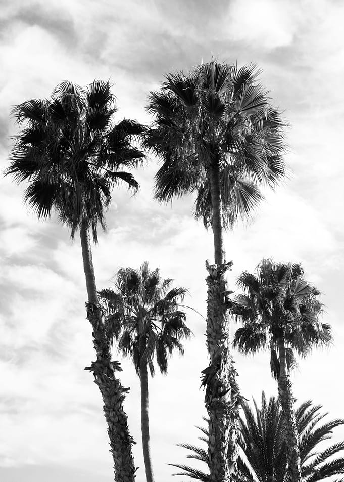 Palm Trees Black White 2