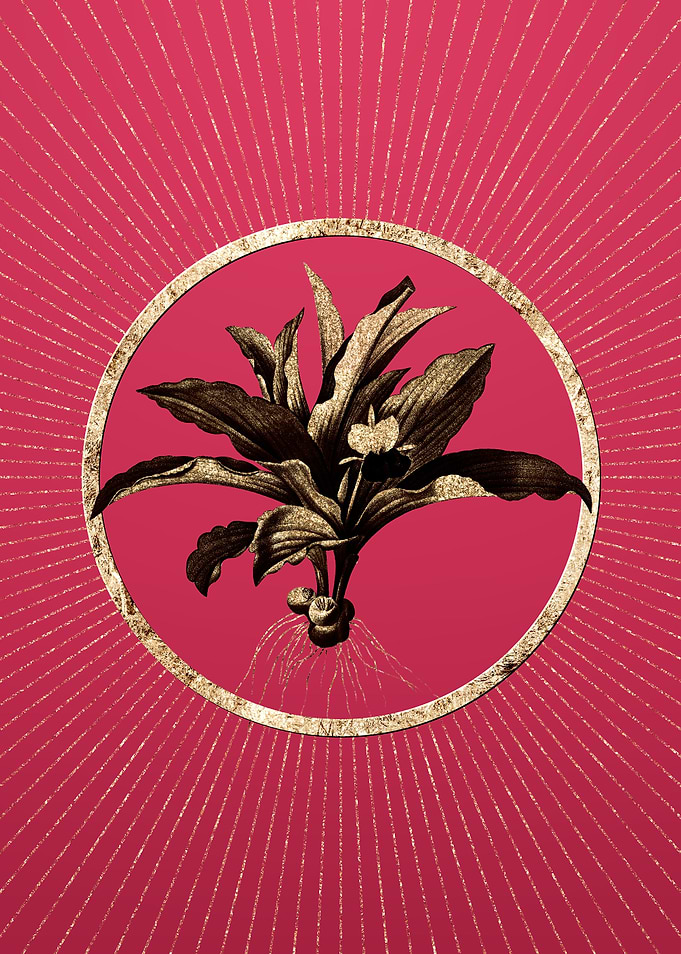 Kaempferia Angustifolia